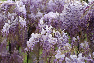 Close-up of insect on purple flowering plant