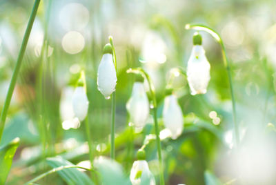 Close-up of white flowering plant with dew drops