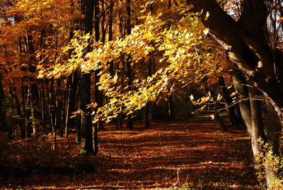 Trees in forest during autumn