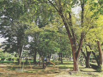 Trees in park