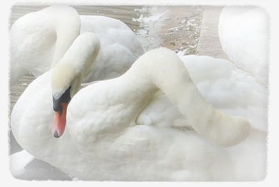 white color