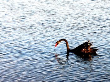 Swans swimming in lake