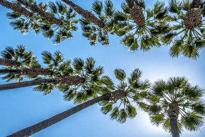 Low angle view of palm tree against clear blue sky