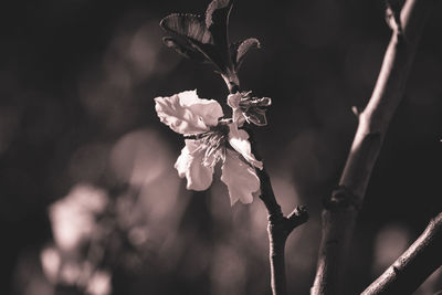 Close-up of wilted flower plant