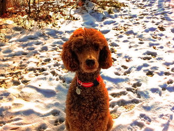 Portrait of dog on snow field