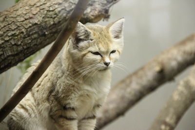 Low angle view of sand cat on tree at zoo
