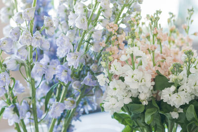 Close-up of white flowering plants