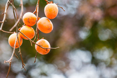 Close-up of orange fruits on tree