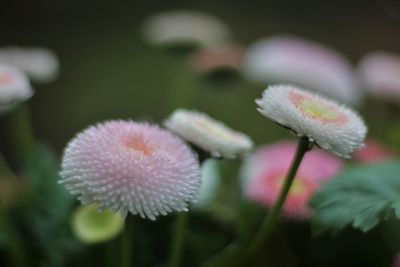 Close-up of flowers blooming