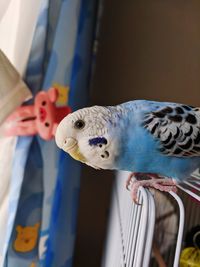 Close-up of a parrot