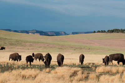 American bison on grazing on field