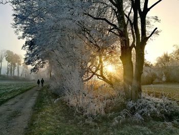 Man on tree at sunset