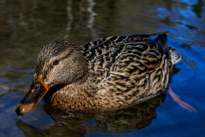 Close-up of a duck in lake