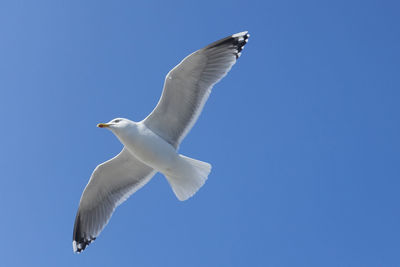 Low angle view of seagull flying in sky