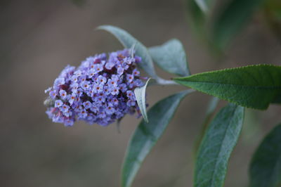 Close-up of purple flowering plant