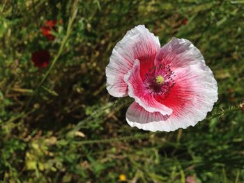 Close-up of pink flower on field