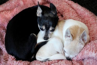 High angle view of puppy sleeping