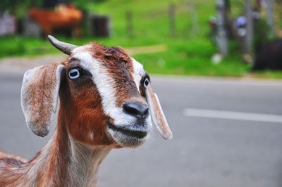 Close-up portrait of a goat