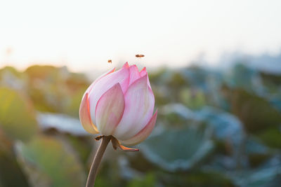 Close-up of lotus