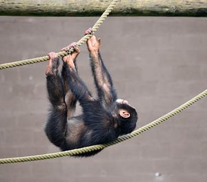 Full length of chimpanzee climbing rope
