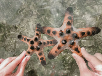 Cropped hand holding starfish