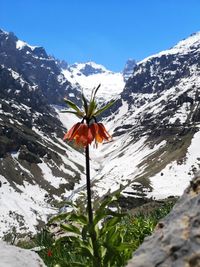 Close-up of snow covered plant against mountain