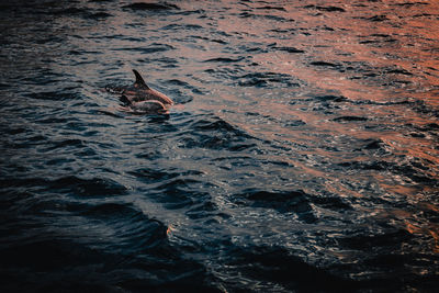 High angle view of fishes swimming in sea