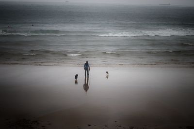 Man with dogs walking at beach