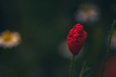 Close-up of flower blooming outdoors