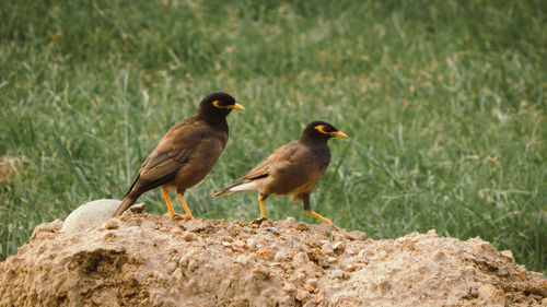 Birds perching on rock