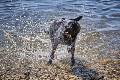 Dog standing in water on beach