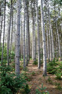 Trees in forest