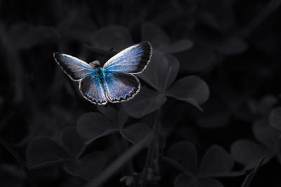 Close-up of blue flower on plant