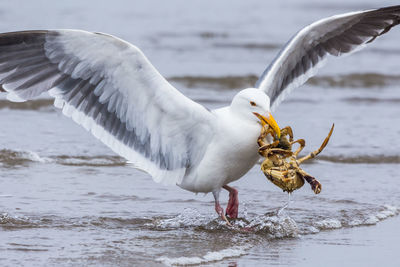 Seagull with crab standing in sea