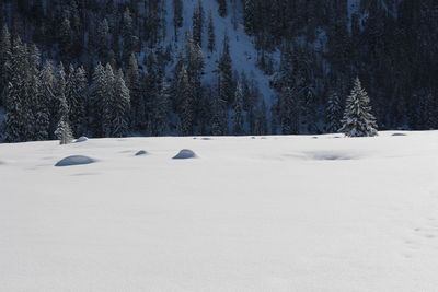 Pine trees on snow covered field