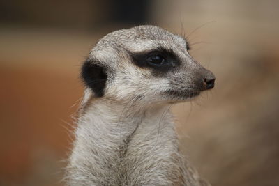 Close-up of meerkat looking away