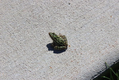 High angle view of frog on leaf