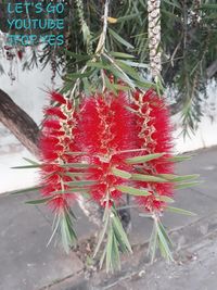 Close-up of red berries on cactus