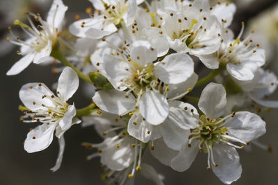 Trees with white flowers in spring