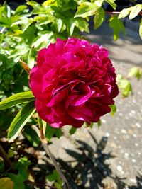 Close-up of pink rose