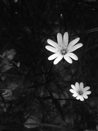 Close-up of white flowers blooming outdoors