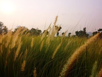 Scenic view of wheat field against sky