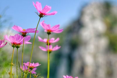 Close-up of pink cosmos flowers