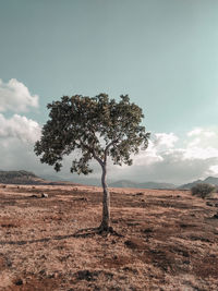 Tree on field against sky