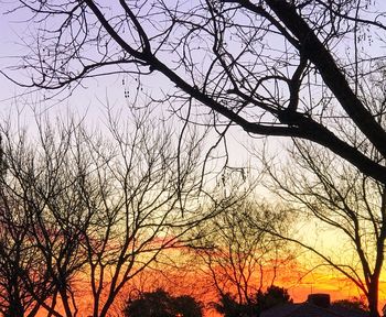 Low angle view of silhouette bare trees against sky