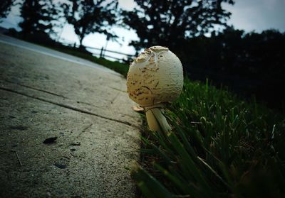 Close-up of mushroom growing on tree