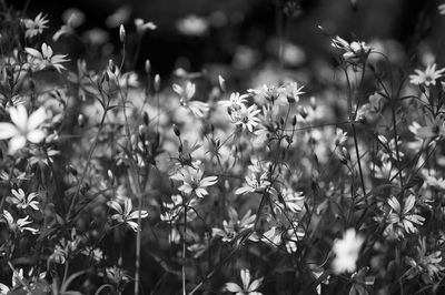 Close-up of flowering plants on field