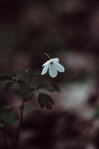 Close-up of white flowering plant