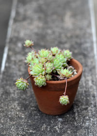 High angle view of potted plant