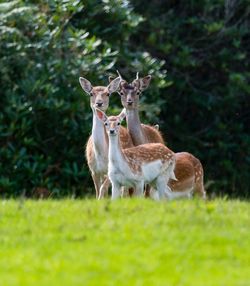 Portrait of deer standing on field